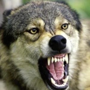 Meet your Posher, Giannia